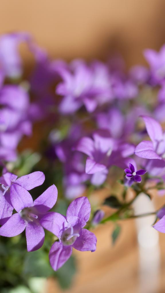 Violette Blumen in Nahaufnahme